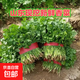 【東東買(mǎi)菜】山東新鮮香菜山東香菜火鍋菜芫荽綠色蔬菜農家種植 綠色 整箱2斤香菜