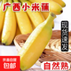 京喜加現摘廣西小米蕉當季新鮮水果9斤整箱自然熟蘋(píng)果蕉香蕉粉蕉忽山5 新鮮小米蕉5斤凈重【青蕉發(fā)貨】