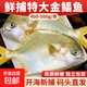 新鮮海捕金鯧魚(yú) 國產(chǎn)活凍 鯧魚(yú)平魚(yú)冷凍扁魚(yú) 深海魚(yú)海鮮水產(chǎn) 魚(yú)類(lèi) 特大金鯧魚(yú)5條（400-500g/條）