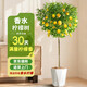 佳賀（JIAHE）香水檸檬樹(shù)盆栽帶果客廳綠植大型植物室內陽(yáng)臺綠植四季好養除甲醛 【新店特惠】香水檸檬1.4-1.6米【鉆石盆】