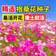 碧鼎格?；ǚN子四季種開(kāi)花耐旱室外庭院花卉花草波斯菊野花菊花籽種子 混色格?；ǚN子【半斤】