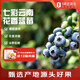 趣嘗鮮云南高原應季花香藍莓4盒裝125g/盒 單果18mm+ 源頭直發(fā) 一件包郵