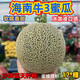 胖東來(lái)同款牛三蜜瓜正宗海南三亞新鮮現摘網(wǎng)紋哈密瓜冰激凌當季新 牛三蜜瓜 1.8斤左右1個(gè)裝試吃