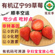 芙農季有機遼寧99草莓【順豐空運】孕婦寶寶草莓非丹東無(wú)農殘有機水果 2.5斤寶寶小果 有機認證 無(wú)農殘無(wú)激素
