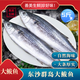 南海東沙大鲅魚(yú)馬鮫魚(yú)冰凍馬友魚(yú)廣東新鮮海魚(yú)肉多無(wú)刺順豐冷鏈 1-2斤/條 3斤（殺后有微損）