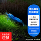 觀(guān)賞蝦熱帶活體淡水蝦寵黑殼蝦活物草缸除藻蝦金背蝦工具蝦極火蝦 1-2cm藍寶石觀(guān)賞蝦5對【10只/送2只防損】