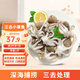美加佳 三去小章魚(yú)凈重1斤（8-13只） 去牙去臟八爪魚(yú) 年貨聚餐