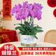 卉優(yōu)蝴蝶蘭盆栽帶花帶花劍室內客廳辦公桌門(mén)店開(kāi)業(yè)送禮年宵花鮮花卉 紫花8枝蝴蝶蘭《大理石紋塑脂盆》 帶花苞發(fā)貨【贈馬年精美掛飾】