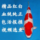 古介錦鯉活體純種錦鯉觀(guān)賞魚(yú)金日本進(jìn)口血統冷水魚(yú)苗阪井大日紅白古介 精品紅白12-15cm