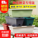 花盆綠植盆栽塑料陽(yáng)臺種菜神器家用長(cháng)條槽盆盆栽種植盆特大窗臺 2個(gè)盆【特大】50*19*13cm 顏色隨機