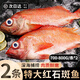 百庫紅石斑魚(yú)特大海捕鮮活冷凍大眼魚(yú)整條富貴魚(yú)深海魚(yú)類(lèi)海鮮水產(chǎn) 700g-800g*2條（凈重）