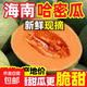 正宗海南沙地哈密瓜玫瓏蜜瓜當季新鮮冰淇淋網(wǎng)紋瓜【秒殺】 帶箱9-10斤【3-4個(gè)瓜】