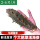 魚(yú)姐海成 海參鮮活活海參刺參活體深海海捕海鮮水產(chǎn)2-6只500g袋裝