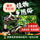 云峰海瑞水草泥 水草用品水草缸造景水族箱魚(yú)缸造景底砂陶粒砂 第二代進(jìn)階水草泥5L肥力凈水加倍