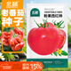 北蔬 水果西紅柿種子種苗老品種毛粉沙瓤菜種籽 粉果西紅柿種子100粒