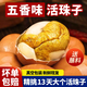 鄉公館五香土雞活珠子13天新鮮開(kāi)袋即食毛蛋鳳凰蛋胚胎喜蛋新鮮營(yíng)養即食 五香味10枚【湯鮮味美】