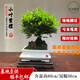 卓美御庭小葉紫檀盆景名貴精品盆栽新年禮物老樁室內造型綠植擺件臺灣真樹(shù) 小葉紫檀28號