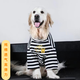 優(yōu)觀(guān)狗狗衣服薄款拉布拉多金毛防掉毛可愛(ài)中型犬大型犬狗寵物衣服 條紋 S(建議30-40斤)