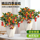 愛(ài)優(yōu)尚年宵金桔四季金桔樹(shù)盆栽帶果年橘室內陽(yáng)臺旺宅送禮源頭直發(fā)