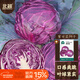 北蔬 甘藍種子包菜卷心菜大頭菜農家冬春四季蔬菜籽 紫甘藍種子300粒