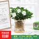 水培植物盆栽綠蘿梔子花辦公室內花卉小綠植多季好養多肉水養盆栽 梔子花+【水培瓶】