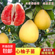 紅心柚子樹(shù)苗當年結果嫁接沙田柚子苗紅心蜜柚苗薄皮蜜柚柚子樹(shù)苗 5年苗【結果多多】