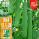 北蔬 肉絲瓜種子苗早熟菜瓜四季陽(yáng)臺蔬菜種籽 濰嫩5號肉絲瓜種子20粒