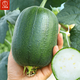 大禹臺灣蘋(píng)果絲瓜種子苗大全帶土秧苗農科院新品種水瓜籽冬季 蘋(píng)果絲瓜種子 10粒