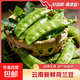 云南新鮮現摘蔬菜豌豆角甜脆荷蘭豆四季豆當季農家自種蔬菜脆嫩 荷蘭豆5斤帶箱