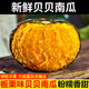 良知農哥 板栗味貝貝南瓜 迷你小南瓜 健康輕食 5斤
