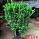 花e流正宗羅漢松樹(shù)苗盆景小葉雀舌四季常青庭院別墅地栽名貴大樹(shù)造型樹(shù) 【2公分粗】精品羅漢松