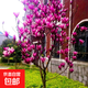 玉蘭花樹(shù)苗盆栽庭院地栽帶花苞紅紫玉蘭別墅風(fēng)景綠化四季植物耐寒 紫玉蘭2公分粗【基地現挖 帶土發(fā)貨】 其他
