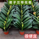 耘淘特級大盆君子蘭盆栽室內桌面綠植物陽(yáng)臺花卉圓頭和尚四季好養盆景 大苗 大盆君子蘭9~11片葉（原土球） 精品君子蘭原土發(fā)貨