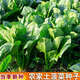 耘淘小尖葉本地土菠菜種子農田菜園高產(chǎn)易種小葉菠菜種子四季蔬菜種子 小葉土菠菜種子5包約4000粒 原裝