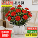 康乃馨盆栽花苗室內陽(yáng)臺綠植帶花苞重瓣四季開(kāi)花新手易種桌面花卉 紅色康乃馨+寬紋花盆+肥料
