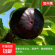 無(wú)花果苗樹(shù)苗盆地栽南北方四季庭院種植特大青皮波姬紅無(wú)花果樹(shù)苗 加州黑【5年苗當年結果】基地現挖 成活率高
