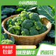 【小朵西蘭花】露天西蘭花菜花當季時(shí)令蔬菜花椰菜新鮮健康沙拉菜 安徽小朵西蘭花1斤凈重