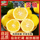 品鮮將黃金貢柚湖北懷化柑橘柚子春香柚黃金柑時(shí)令新鮮水果年貨禮盒 彩箱9斤 果徑75mm+