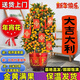 縱觀(guān)天下金桔盆栽四季觀(guān)賞金橘樹(shù)桔子樹(shù)過(guò)年橘年宵花卉年桔盆栽帶果大樹(shù) 80-90公分（金黃&滿(mǎn)果）送配飾+花開(kāi)富貴牡丹盆