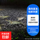 觀(guān)賞蝦熱帶活體淡水蝦寵黑殼蝦活物草缸除藻蝦金背蝦工具蝦極火蝦 黑殼蝦【50只 多送50只防損】