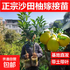 柚子樹(shù)苖紅心紅肉蜜柚嫁接三紅蜜柚果樹(shù)果苖南方北方種植當年結果 5年苗2棵裝【品種備注】