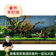 云峰海瑞魚(yú)缸造景套餐魚(yú)缸裝飾活體水草泥陶粒砂底砂對葉牛毛水草種子 杜鵑根造景 40cm套餐