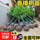 香樟樹(shù)苗大樹(shù)樟木庭院綠化四季常青南北方種植小葉龍腦樟驅蚊盆栽 香樟樹(shù)苗約2cm粗+高約1.5-1.6米 其他