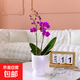 【基地直發(fā)】花彩蘭花盆栽合集蝴蝶蘭文心蘭室內家居桌面年宵花卉 蝴蝶蘭”玫紅色系“2花箭+白色獎杯塑料盆+吊牌 花盆材質(zhì)：樹(shù)脂    整體高度：35-55cm