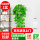 長(cháng)藤綠蘿垂吊綠植室內吊蘭吸甲醛凈化空氣綠植盆栽稀有綠蘿盆栽 【盆口直徑16厘米】長(cháng)藤白盆綠蘿1盆送肥料