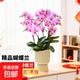 蝴蝶蘭花苗盆栽室內年宵花卉綠植四季開(kāi)花客廳桌面蘭花盆栽送禮 【爆款精選更飽滿(mǎn)】粉色系6花劍蝴蝶蘭+火炬盆+掛卡 無(wú)規格