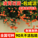 臨雅凌霄花苗爬藤植物庭院陽(yáng)臺耐寒花卉盆栽進(jìn)口凌霄2公分粗源頭直發(fā)