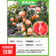 柚子樹(shù)苗紅心紅肉蜜柚嫁接三紅蜜柚果樹(shù)果苗南方北方種植當年結果 翡翠血柚5年苗現挖帶土帶葉發(fā)貨（當年結果） 81cm(含)-110cm(含)