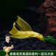 云峰海瑞 鼠魚(yú)清潔魚(yú)熱帶觀(guān)賞魚(yú)清缸除藻工具魚(yú) 底棲魚(yú)類(lèi)水族寵物工具魚(yú) 黃金胡子大帆2條3厘米