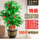 愛(ài)優(yōu)尚步步高發(fā)財樹(shù)大型綠植客廳室內招財樹(shù)辦公室喬遷開(kāi)業(yè)盆栽源頭直發(fā)